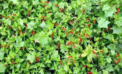 Firecracker Plant