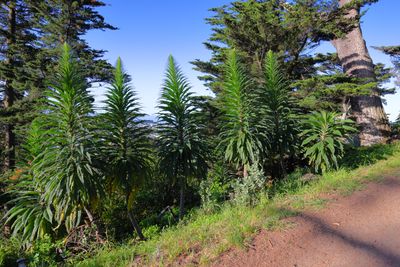 Echiums