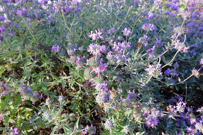 Purple Sage