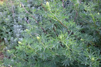 Coastal Bush Lupine