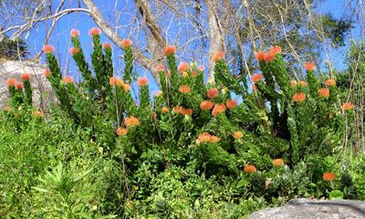 Protea (pincushins)