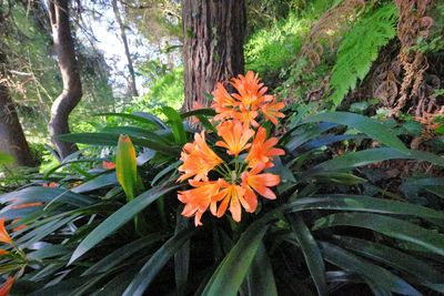 Bush Lily
