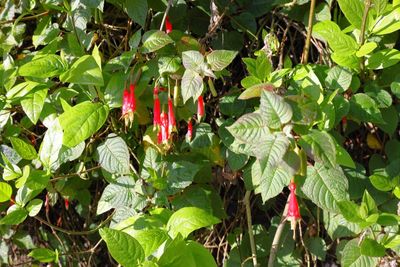 Fuchsia Splendens