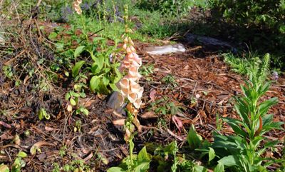 Foxglove