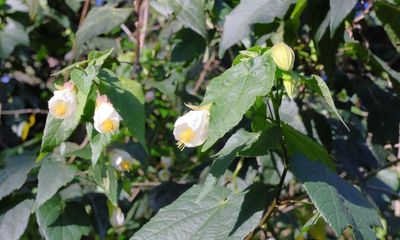Flowering Maple