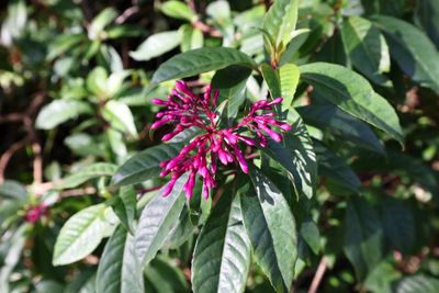 Tree Fuchsia