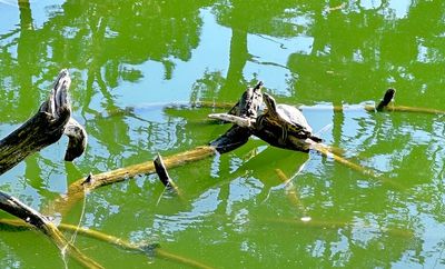 Blue Heron Lake