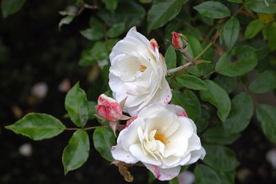 Rose Garden