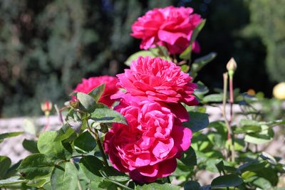 g13/24/745724/3/175448626.7c16de2e.JPEG