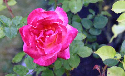 g13/24/745724/3/175448642.61c7ccc5.JPEG