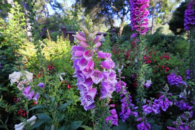 Foxglove