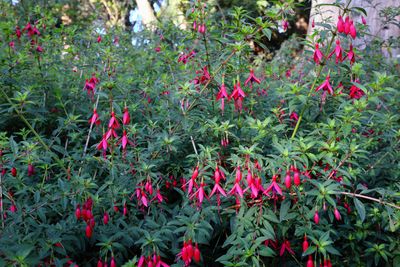Hardy Fuchsia