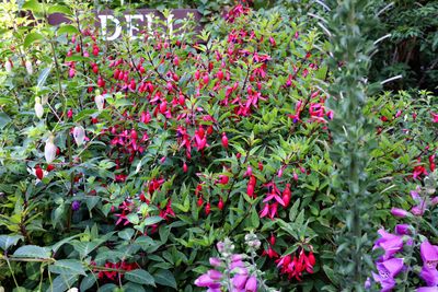 Fuchsia loxensis