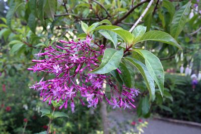 Fuchsia paniculata