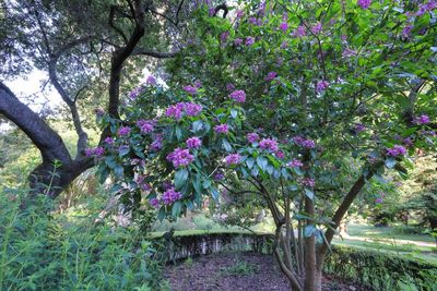 Fuchsia arborascens