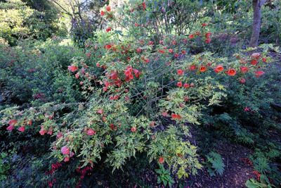 Flowering Maple (Abutilon Pictum)