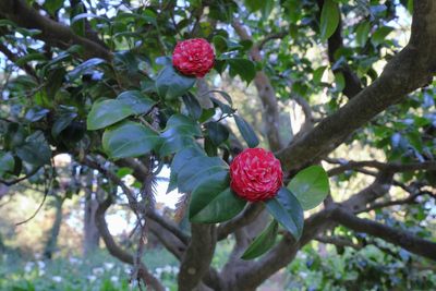 Japanese camellia