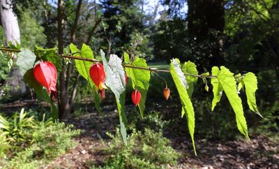 Trailing Abutilon