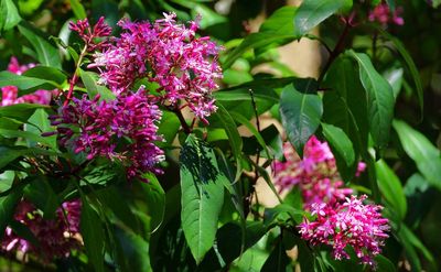 Fuchsia arborescens