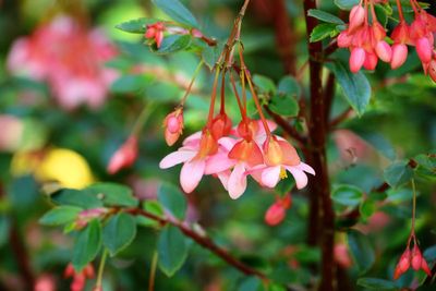 Begonia foliosa - Fuchsia Begonia