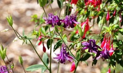 Common Columbine