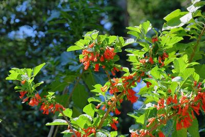 Lochroma Fuchsioides