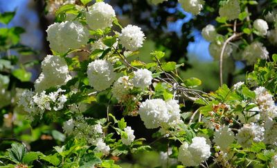 Japanese Snowball