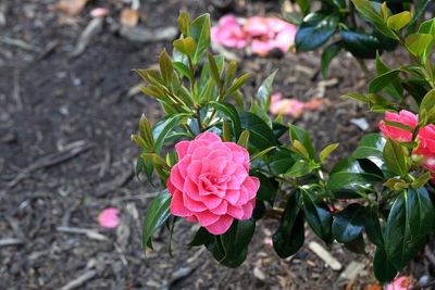 Camelia sasanqua