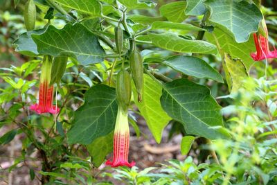 Brugmansia vulcanicola (Datura)