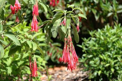 Fuschia boliviana