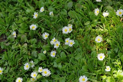 Common Daisy