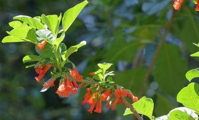Fuchsia Dell