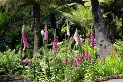 Foxglove