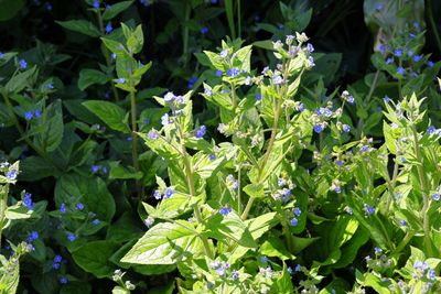 Dayflowers