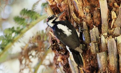 Hairy Woodpecker