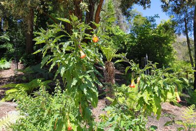 Brugmansia Sanguinia
