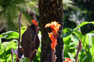 African arrowroot