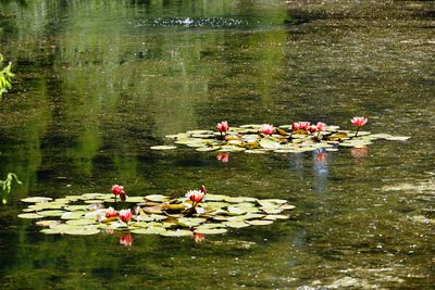 Water Lillies