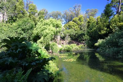 Tree Fern Dell