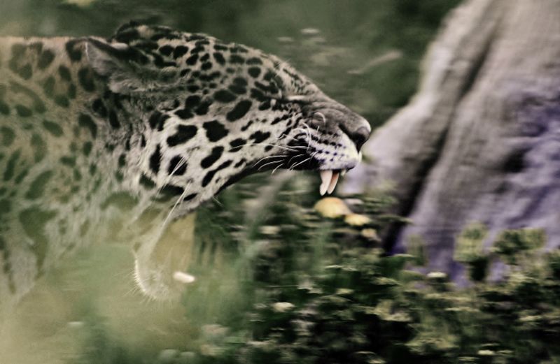 Yawning leopard