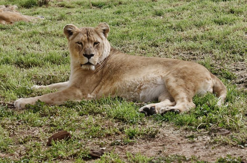 Female Angola lion - Panthera leo melanochaita