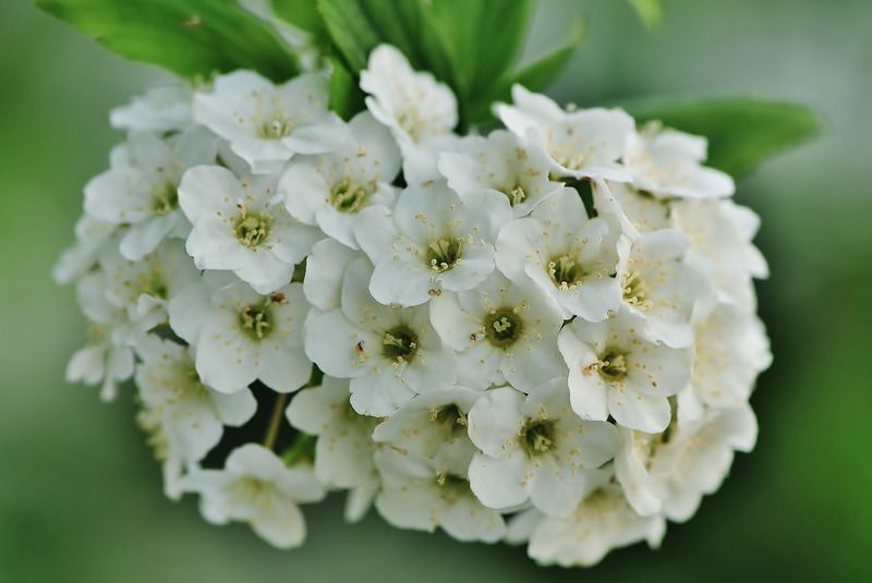 Spiraea thunbergii