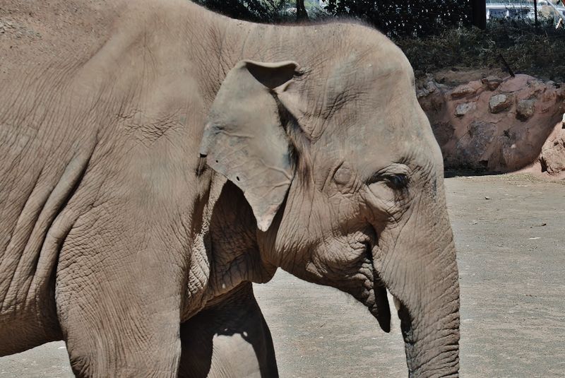  Asian elephant