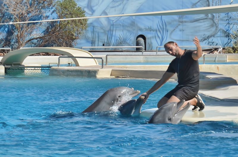 Bottlenose Dolphins