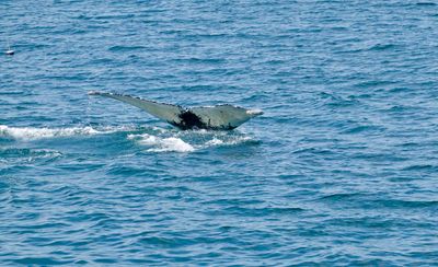 Whale watching tour north of Cape Cod