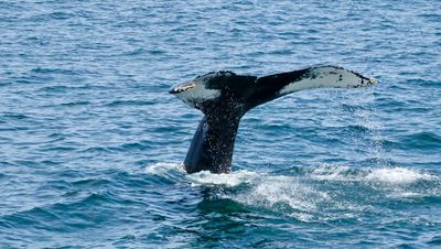 Whales off Cape Cod