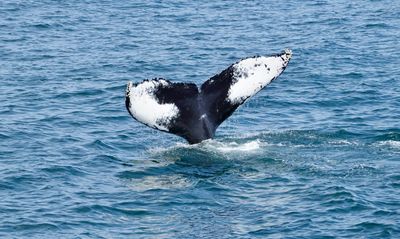 Whale watching tour north of Cape Cod