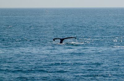 Whale watching tour north of Cape Cod
