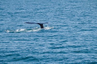 Whale watching tour north of Cape Cod