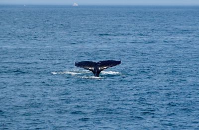 Whale watching tour north of Cape Cod